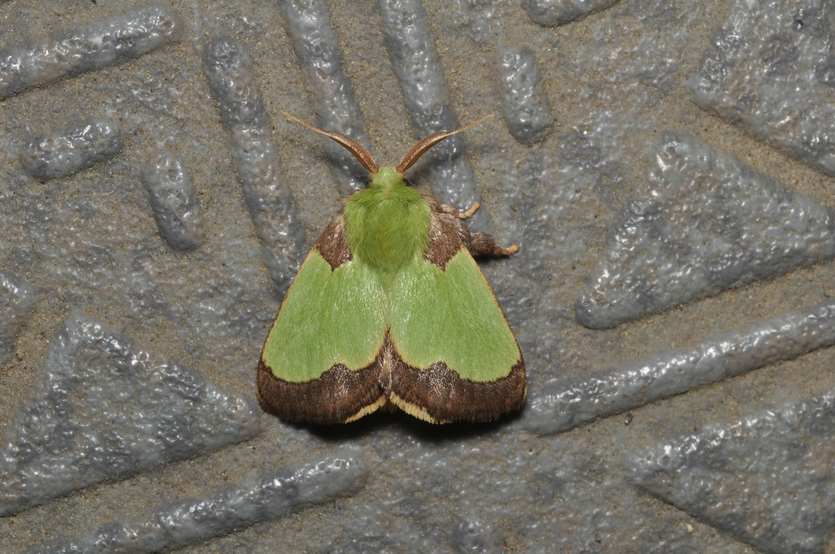 クロシタアオイラガ