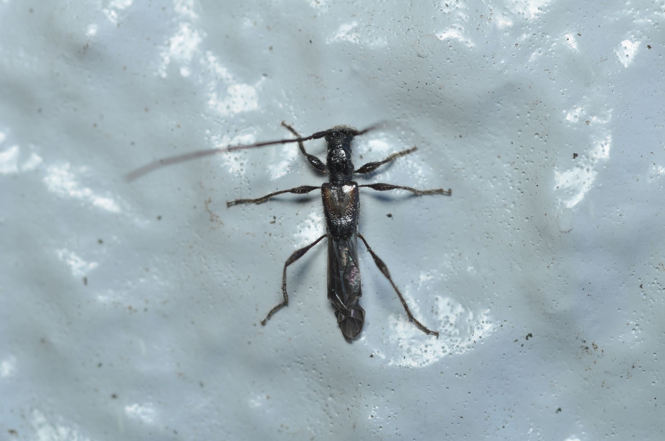 コジマヒゲナガコバネカミキリ